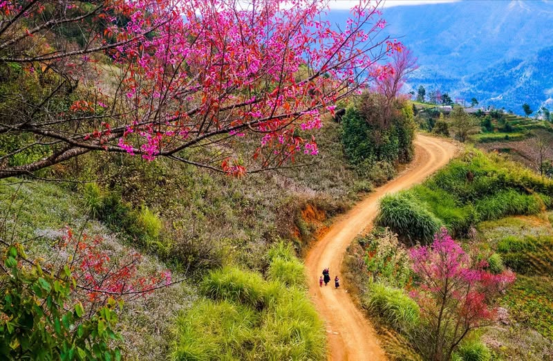SAPA 8